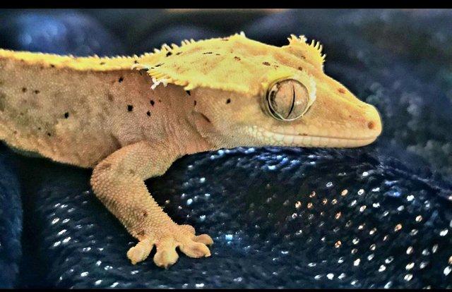 Preview of the first image of Crested gecko male, 5 years old.