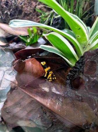 Image 5 of Dendrobate leucomelas (bumblebee dartfrog) And full setup