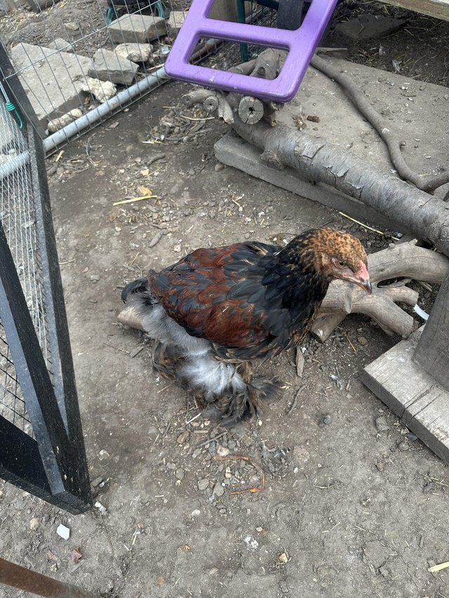13 week old silver campine Rooster/s for good homes only . — photo 2 of 2