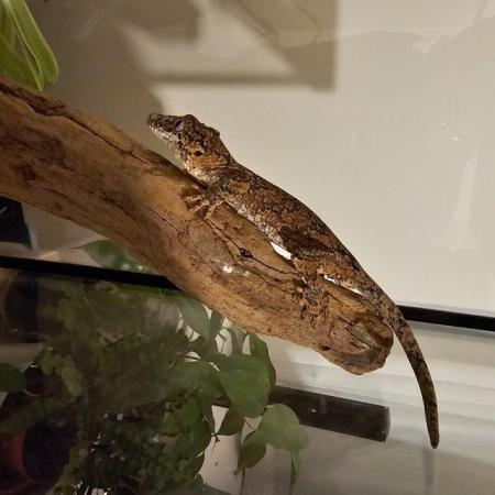 Image 2 of Gargoyle gecko for sale in the Bracknell area