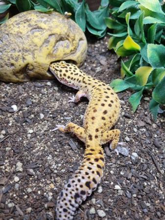 Image 4 of Stunning Bright Leopard Gecko