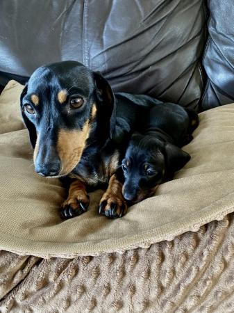 Image 1 of Miniature Dachshund puppies only two left