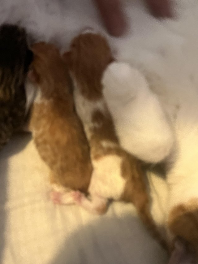 Preview of the first image of Mixed ginger and white kitten left.