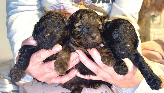 Poodle puppies for sale in Leeds, West Yorkshire – 1 year old - Image 2 of 8