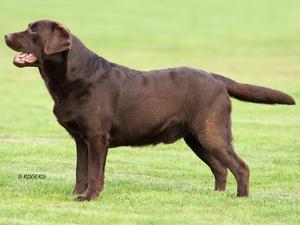 Image 2 of Fantastic Litter Show Breed Chocolate Labrador Puppies