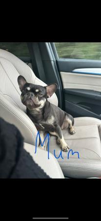 Image 3 of KC registered French Bulldogs