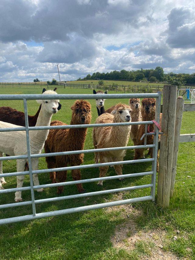 Preview of the first image of Alpaca Males looking for loving new homes.