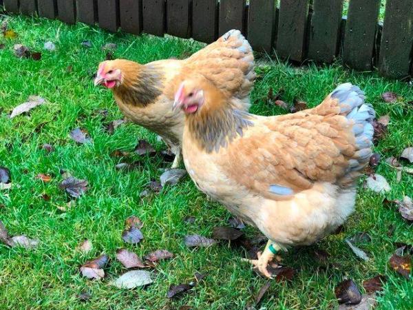 Image 34 of *POULTRY FOR SALE,EGGS,CHICKS,GROWERS,POL PULLETS*