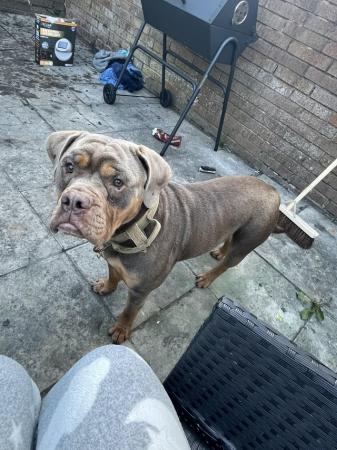 Image 2 of Old tyme bulldog for sale
