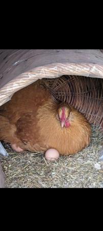 Image 2 of Garden Chicken that lay eggs very healthy and active