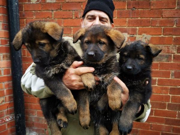Image 7 of Top Quality German shepherd puppies
