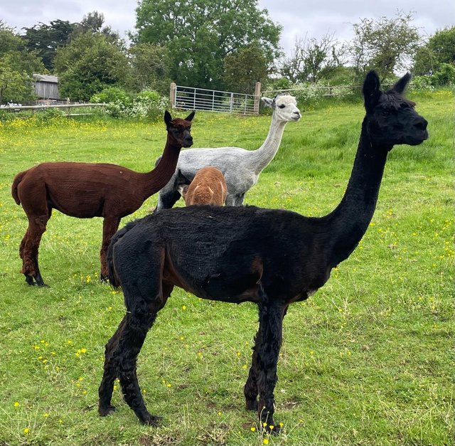 Preview of the first image of 3 suri alpacas girls for sale as package of 6.