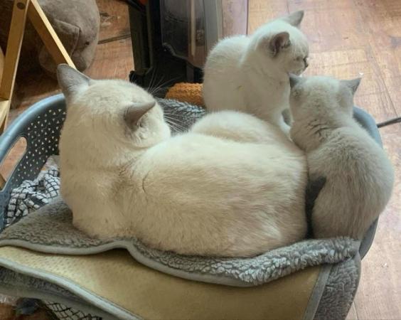 Image 10 of British Shorthair colourpoint kittens READY NOW