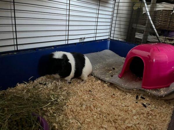 Image 5 of Two boar guinea pigs for sale