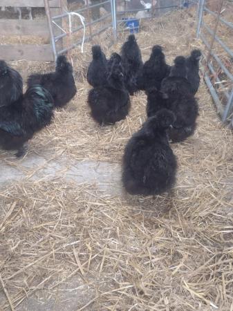 Image 4 of 3 black silkie females .fullsetup XXL granary eggshell coop