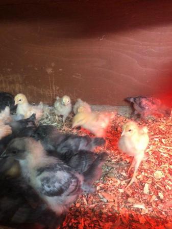 Image 2 of Various breed Female Chicks and Pol Available