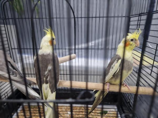 Image 2 of Cockatiel chicks available
