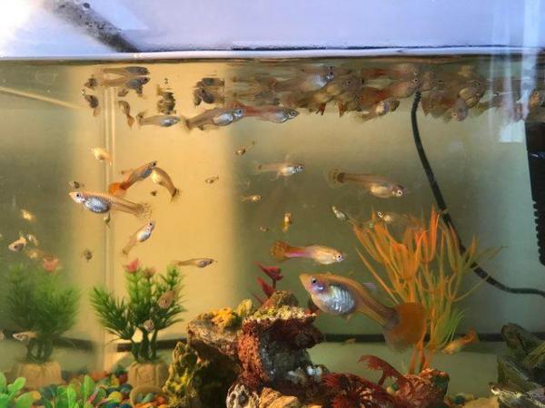 Image 3 of Tropical guppy fish for sale, very affordable