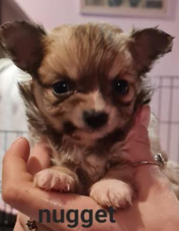 Image 14 of Super fluffy long-haired Chihuahua puppies, READY NOW!