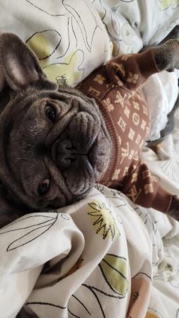 Image 2 of 2 year old French bulldog female for loving home