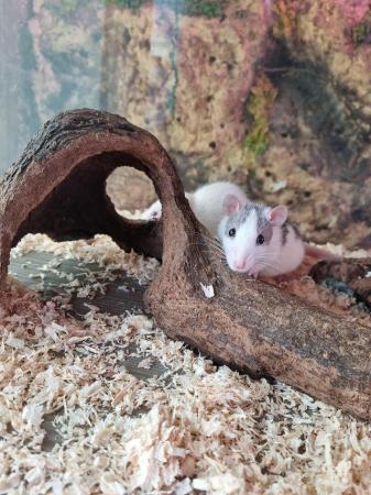 Image 5 of (A.R.R.C) Male and female rats ready for new homes now