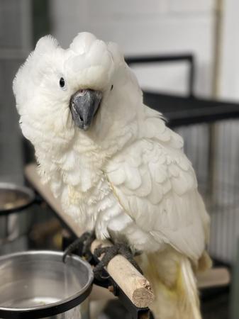 Image 3 of Sillytame baby hand reared Umbrella Cockatoo