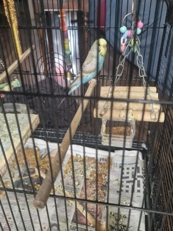 Image 5 of Budgie and a cage for sale.