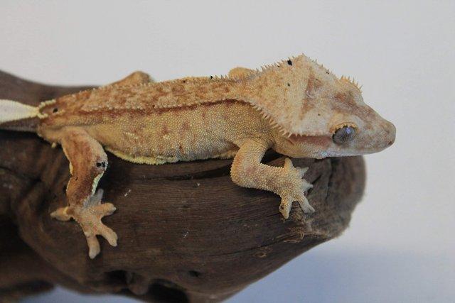 Image 6 of Crested geckos males and females