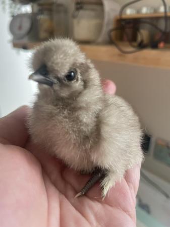 Image 2 of Day old chicks silkie chickens