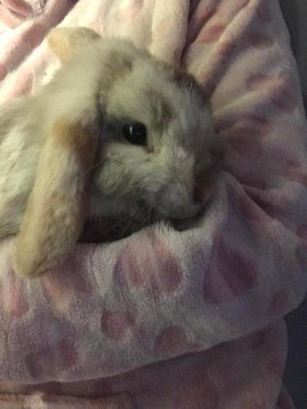 Image 4 of 1 year old mini lop male rabbit