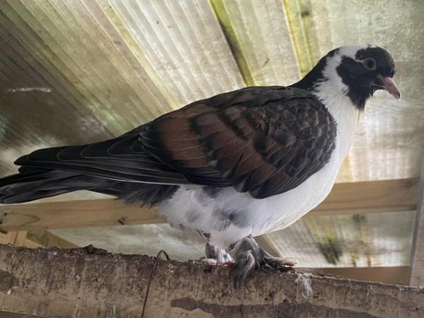 Image 5 of Domestic various healthy pigeons