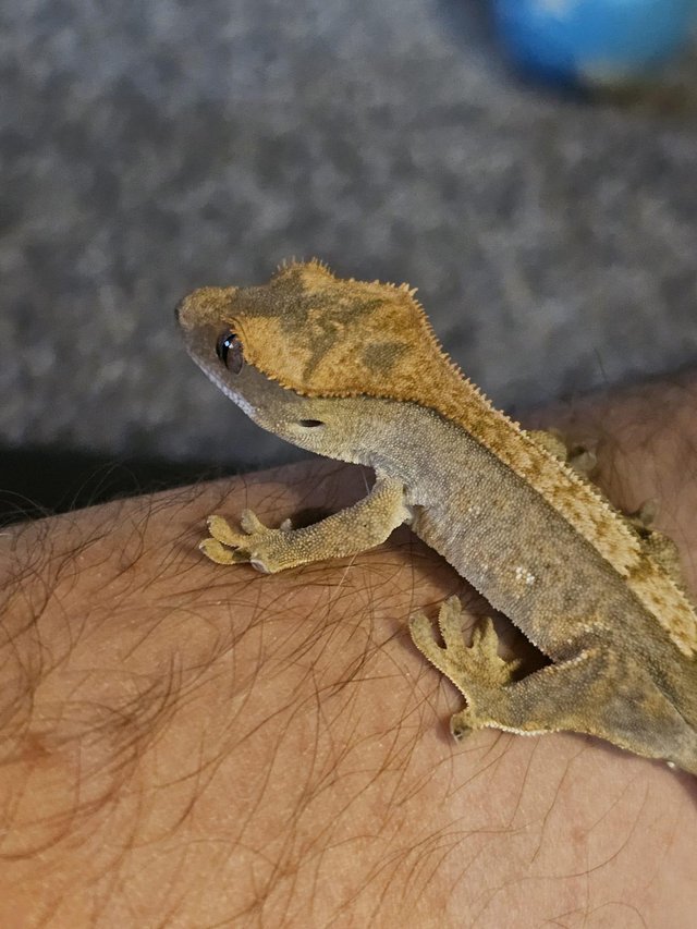 Preview of the first image of 9 month old geckos babies stunning colours.
