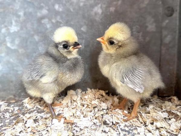 Image 2 of BABY CHICKENS - CHICKS - POLISH - FRIZZLE - SILKIE