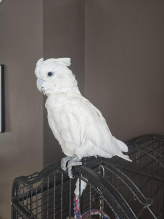 Image 1 of Cockatoo talking parrot
