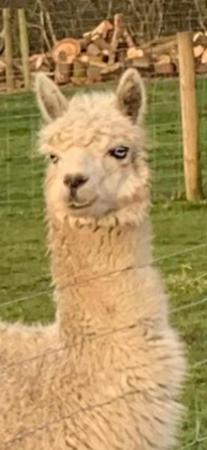 Image 4 of Stunning female/male Alpacas various colours/ages for sale