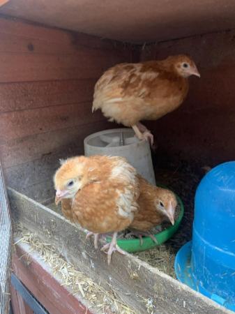 Image 3 of 7 weeks old warren hens