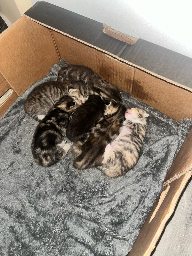 Preview of the first image of 6 kittens for sale ready in t weeks!!.