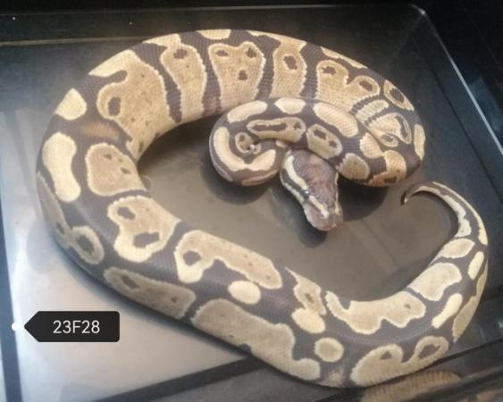 Image 1 of Royal Pythons to clear various genes
