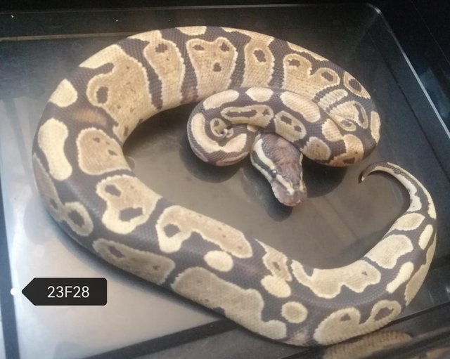 Preview of the first image of Royal Pythons to clear various genes.