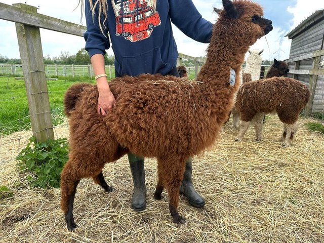 Preview of the first image of Alpaca female, top quality, Champion sired, BAS reg'd.
