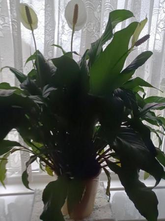 Image 3 of 3 X Large peace lilies, donation required