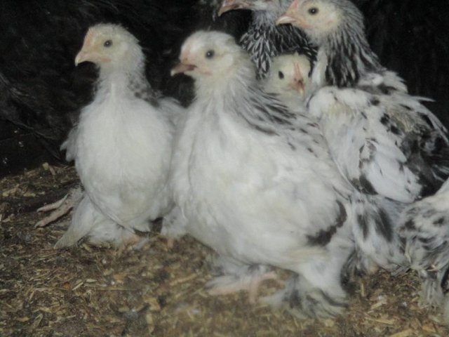Preview of the first image of Pekin Bantams, various colours, and ages from day old on..