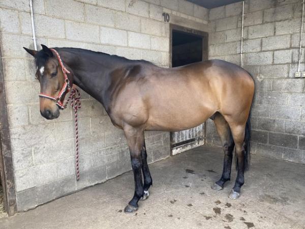 Image 2 of Vinnie - 16hh Thoroughbred Gelding Project