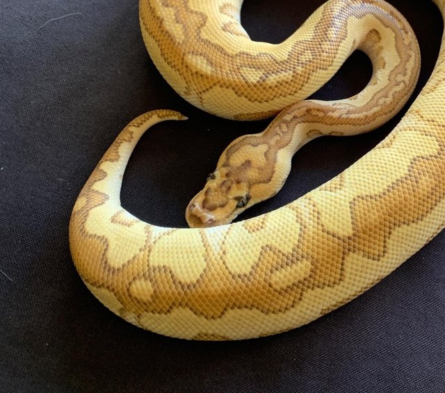 Preview of the first image of 2 Male Clown Royal Pythons.