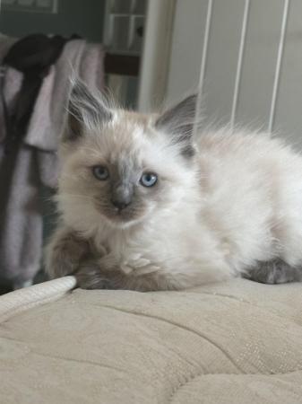 Image 10 of Ragdoll mink babies ready now