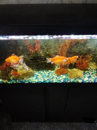 Image 2 of 6 month old fish tank with or without fish