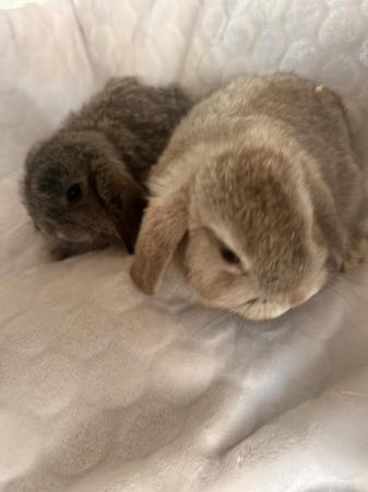 Image 3 of Mini lop bunnies for sale