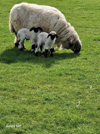 Image 2 of Valais blacknose lambs ewes rams and weather's