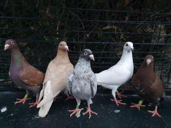 Image 3 of Quality Racing pigeons coloured