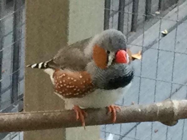 Image 3 of Mixed Finches For Sale Male  Female
